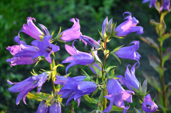Картинка цветы колокольчики сиреневый