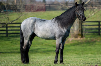 Картинка животные лошади конь