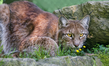 Картинка животные рыси кошка