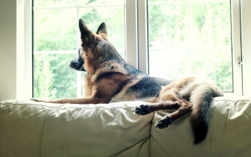 Картинка животные собаки watching pet dog german shepherd