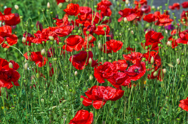 Обои картинки фото цветы, маки, красный