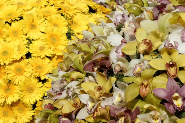 Обои картинки фото цветы, разные, вместе, орхидеи, герберы