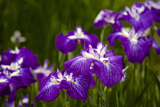 Обои картинки фото цветы, ирисы, фиолетовый