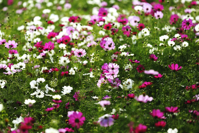 Обои картинки фото цветы, космея, много