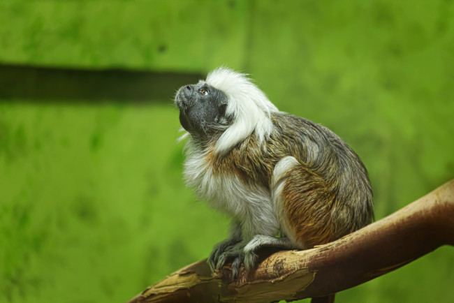 Обои картинки фото животные, обезьяны, эдипов, тамарин, пинче, эдипова, игрунка