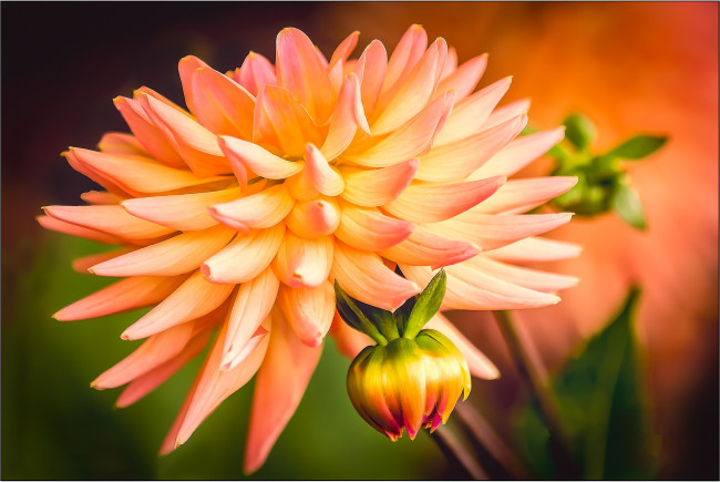 Обои картинки фото цветы, георгины, листья, цветок, бутон, лепестки