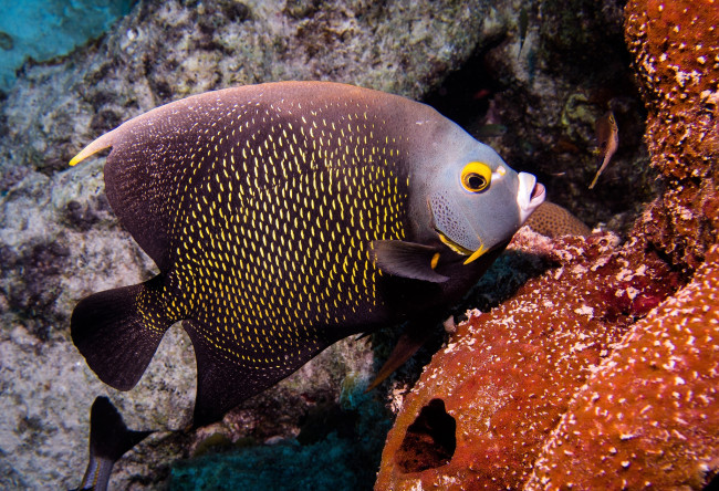 Обои картинки фото животные, рыбы, экзотика