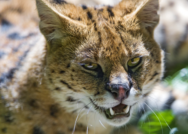 Обои картинки фото животные, сервалы, портрет