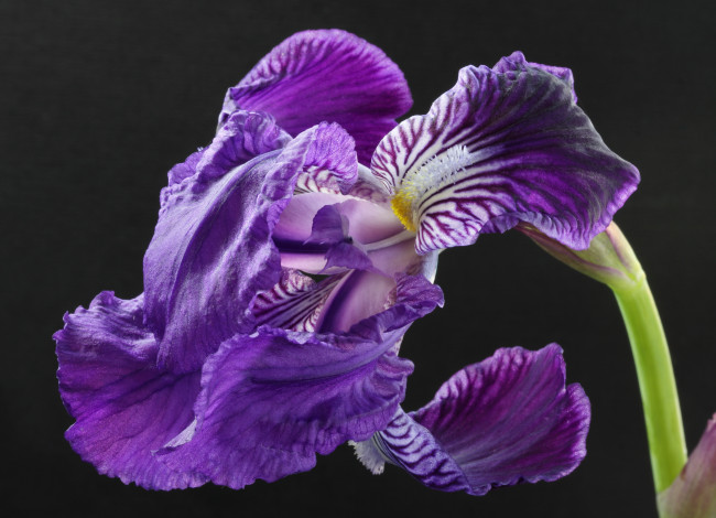 Обои картинки фото цветы, ирисы, сереневые