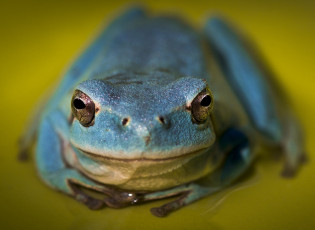 Картинка животные лягушки лягушка