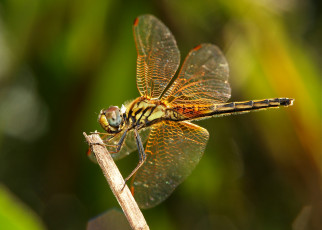 Картинка животные стрекозы травинка макро стрекоза солнечно насекомое