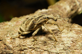 Картинка животные насекомые кора жук макро