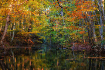 обоя природа, реки, озера, осень, река, лес