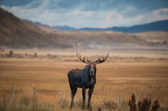 Картинка животные лоси рога сохатый равнина