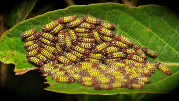 Картинка животные гусеницы макро много лист