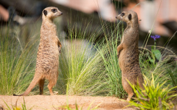 Картинка животные сурикаты пара трава