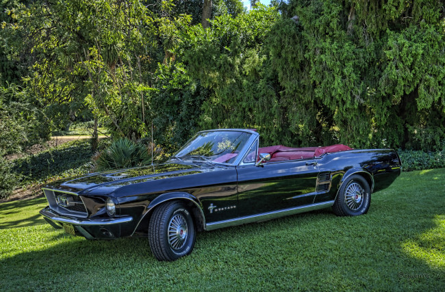 Обои картинки фото mustangs, автомобили, выставки и уличные фото, выставка, автошоу