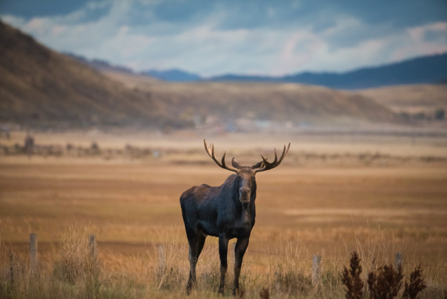 Обои картинки фото животные, лоси, рога, сохатый, равнина