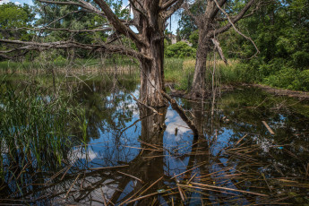 Картинка природа реки озера река лес