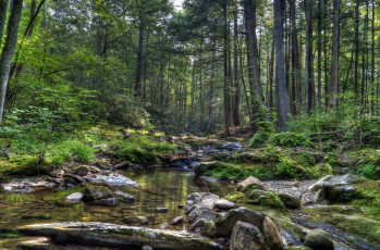 Картинка природа реки озера река лес