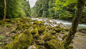 Картинка природа реки озера река лес