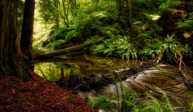 Обои картинки фото природа, реки, озера, лес, река