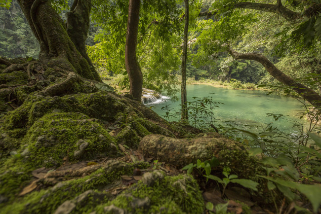 Обои картинки фото природа, реки, озера, река, лес