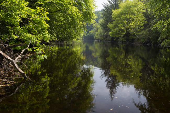 Обои картинки фото природа, реки, озера, река, лес