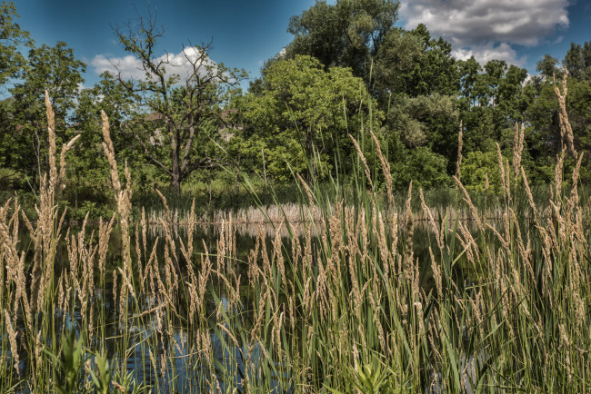 Обои картинки фото природа, реки, озера, река, лес