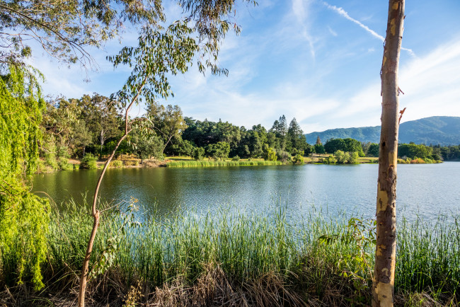 Обои картинки фото природа, реки, озера, река, лес