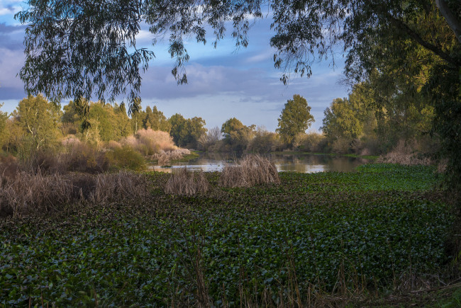 Обои картинки фото природа, реки, озера, река, лес