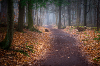 Картинка природа дороги простор