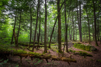 Картинка природа лес простор