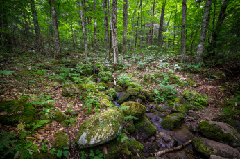 Картинка природа лес простор