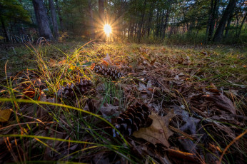 Картинка природа лес простор