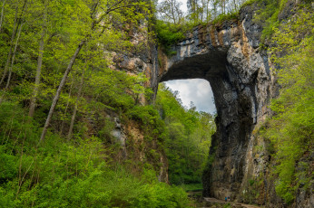 Картинка природа лес простор