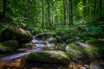 Картинка природа реки озера река лес