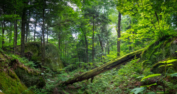 Картинка природа лес простор