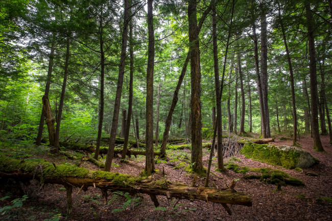 Обои картинки фото природа, лес, простор