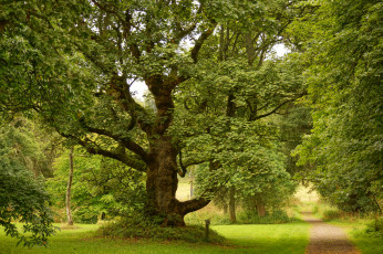 Картинка природа деревья простор