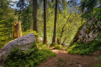 Картинка природа лес простор