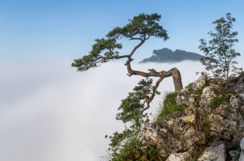 Картинка природа деревья простор