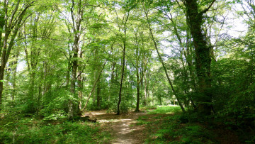 Картинка природа лес простор