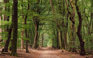 Картинка природа дороги простор