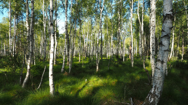 Обои картинки фото природа, лес, простор