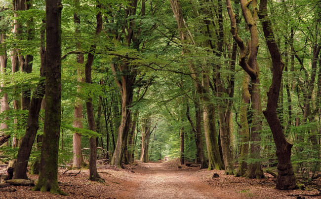 Обои картинки фото природа, дороги, простор