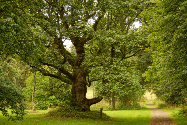 Обои картинки фото природа, деревья, простор