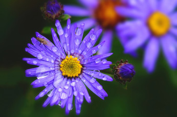 Картинка цветы астры лиловые макро капли