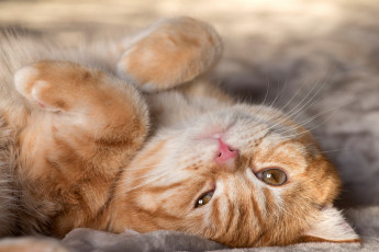 Картинка животные коты кот кошка