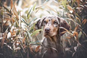 Картинка животные собаки собака